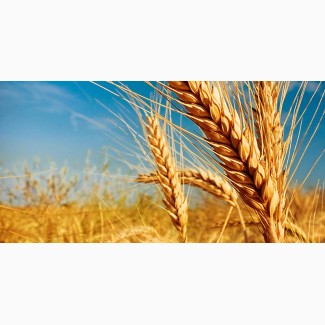 Куплю пшеницу крупным оптом. Высокая цена. Самовывоз по всей Украине