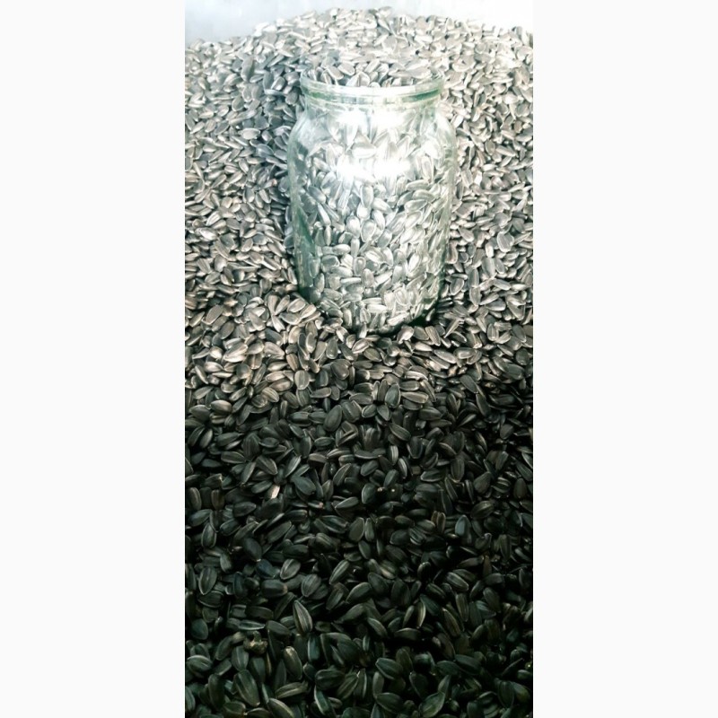 Фото 3. Продам насіння соняшника кондитерського каліброване