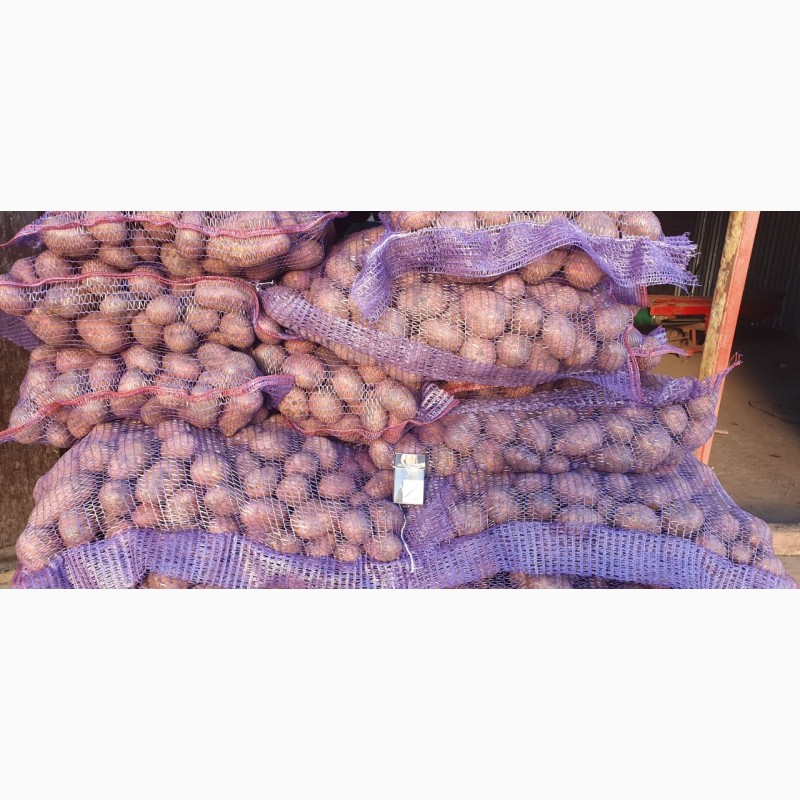 Фото 2. Продам картофель урожай 20года