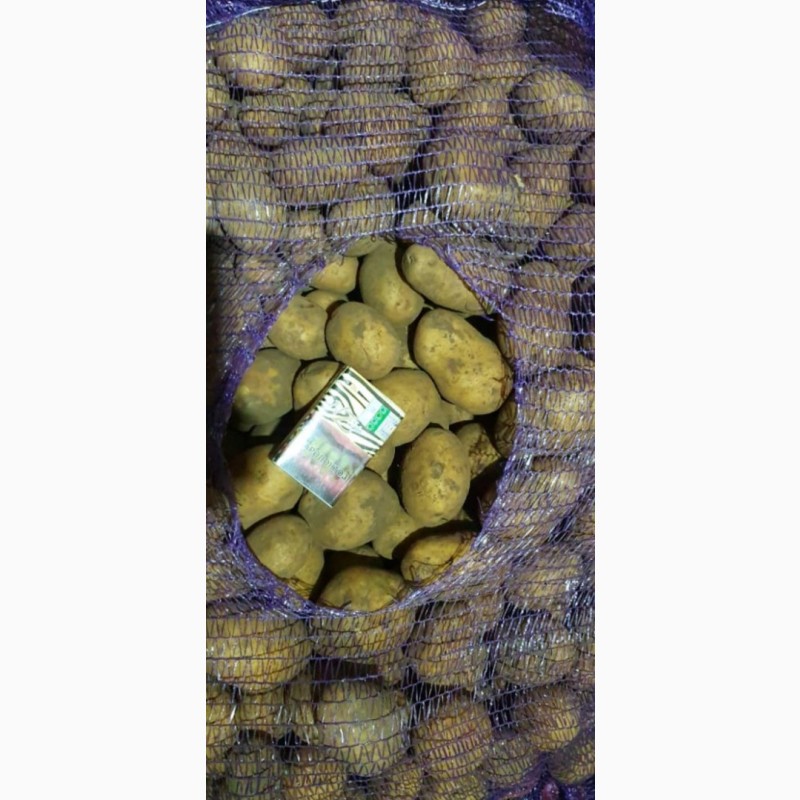 Фото 7. Продам картофель урожай 20года