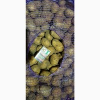 Продам картофель урожай 20года