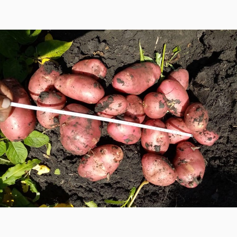 Фото 10. Продам картофель урожай 20года