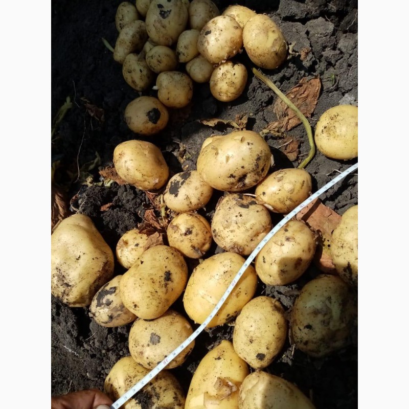Фото 11. Продам картофель урожай 20года