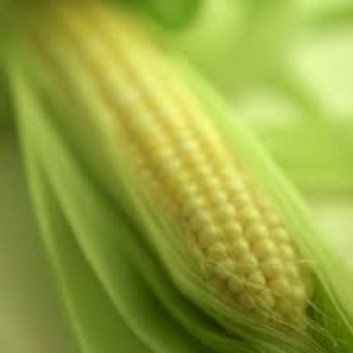 Закупка фуражной кукурузы