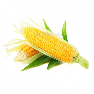 Куплю кукурузу крупным оптом, по высокой цене. Самовывоз по всей Украине