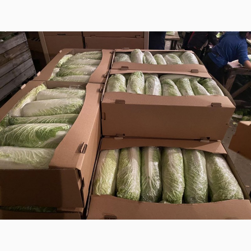 Фото 4. Продам пекінскую капусту від фермера з 5 тонн