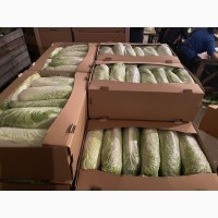 Продам пекінскую капусту від фермера з 5 тонн