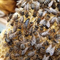 Продам плодотворные чистопородные пчелиные матки 2024 /ПЧЕЛОМАТКА КАРПАТКА