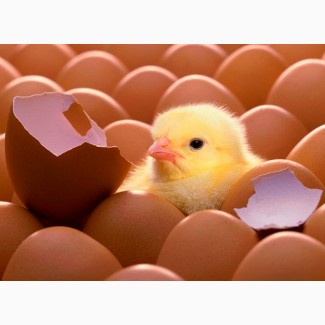 Инкубационное яйцо разных пород птицы