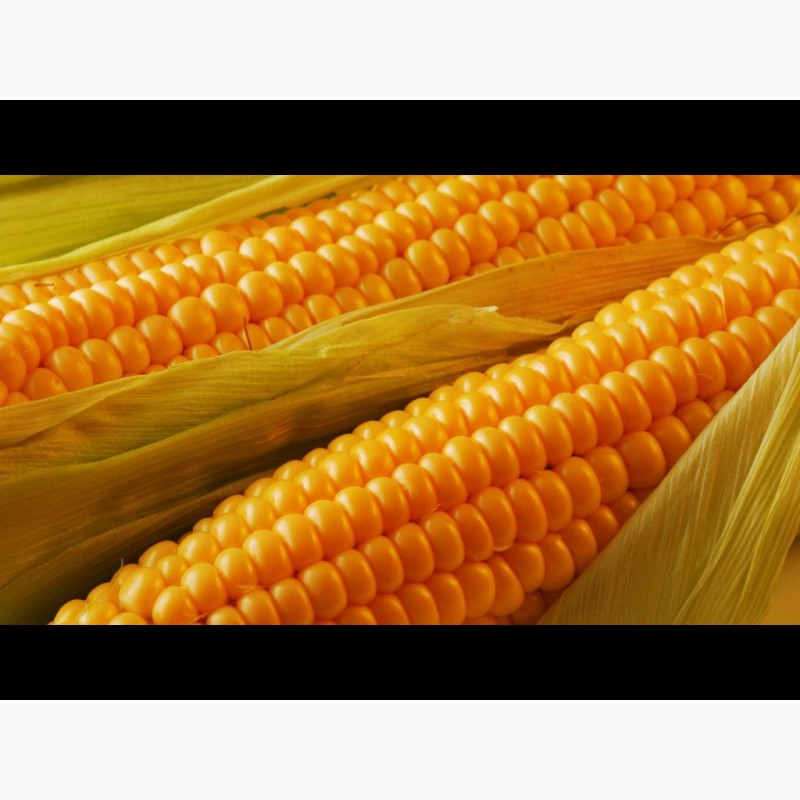Фото 2. Кукуруза нового урожая 2020 года! Закупаем оптом