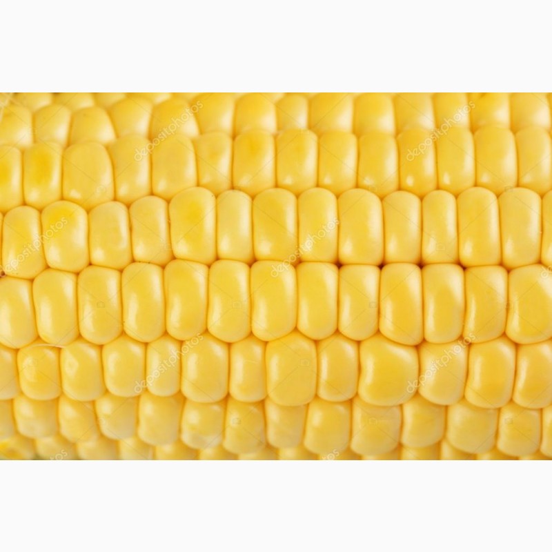 Фото 7. Кукуруза нового урожая 2020 года! Закупаем оптом