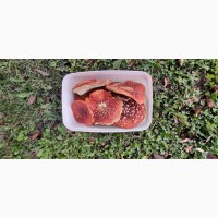 Продам сушені червоні мухомори зібрані в Карпатах