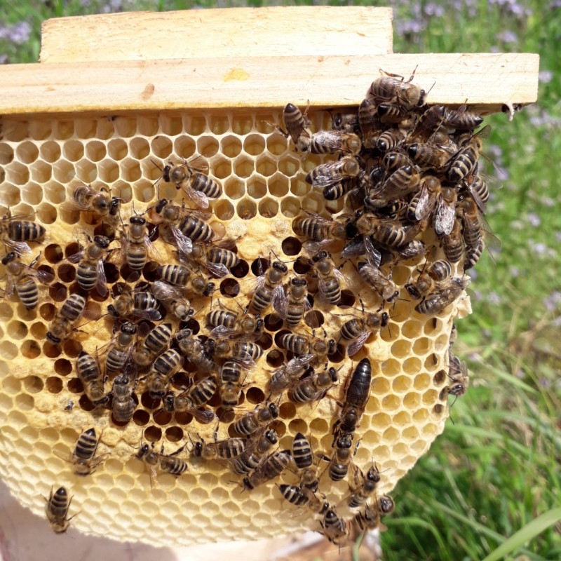 Фото 10. Бджоломатки Карпатки 2024 року lt;договірна цінаgt; / є опт/