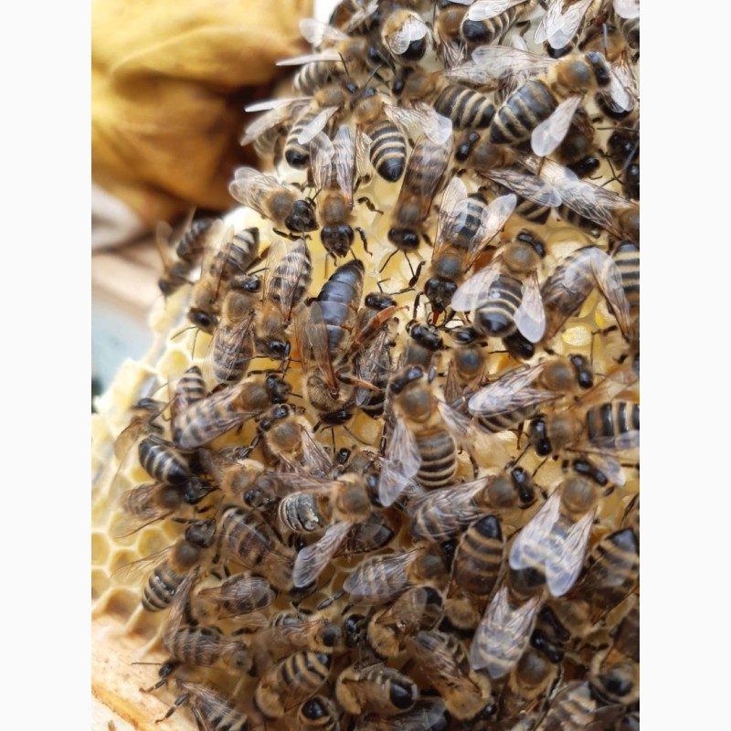 Фото 11. Бджоломатки Карпатки 2024 року lt;договірна цінаgt; / є опт/