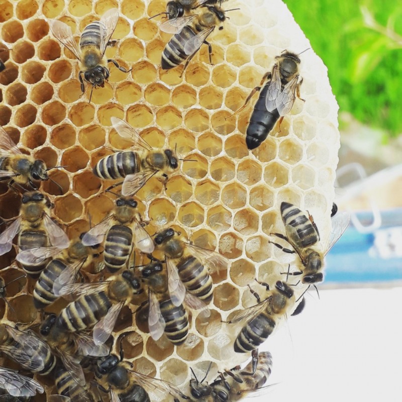Фото 2. Бджоломатки Карпатки 2024 року lt;договірна цінаgt; / є опт/