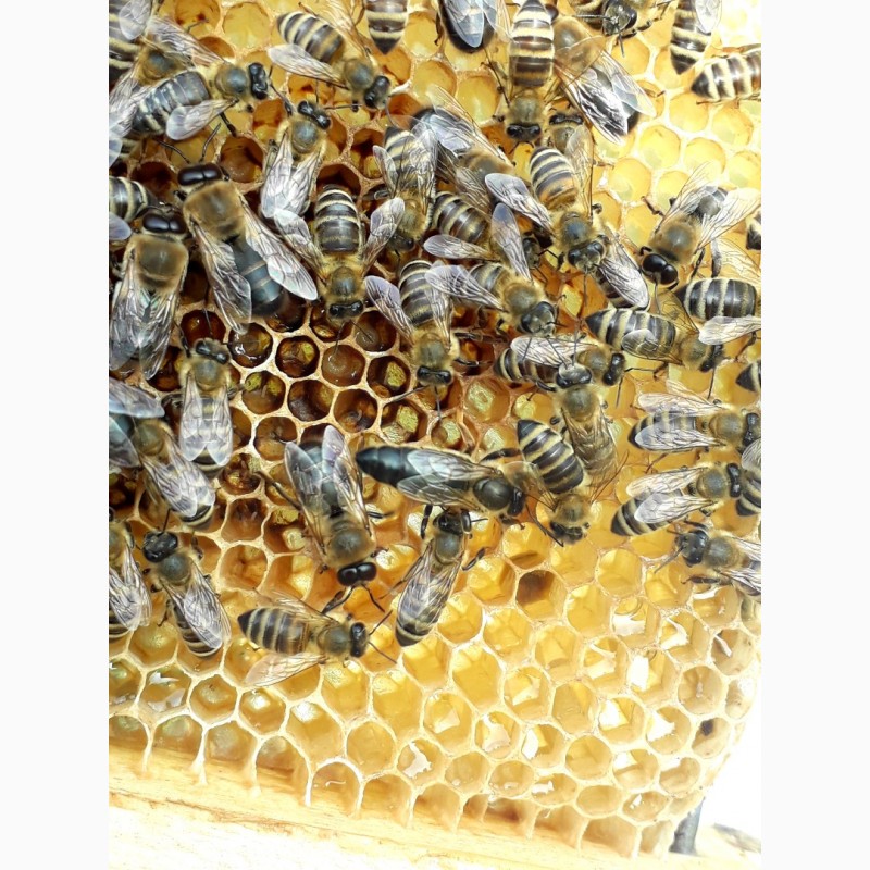 Фото 4. Бджоломатки Карпатки 2024 року lt;договірна цінаgt; / є опт/