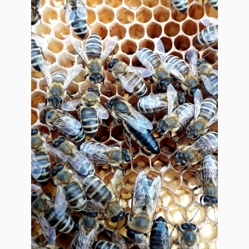 Фото 5. Бджоломатки Карпатки 2024 року lt;договірна цінаgt; / є опт/