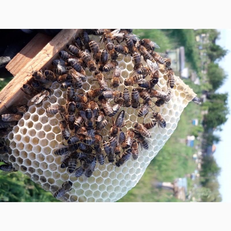 Фото 6. Бджоломатки Карпатки 2024 року lt;договірна цінаgt; / є опт/
