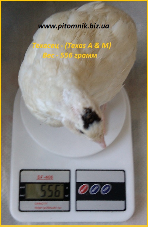 Фото 2. Яйца инкубационные Техасец белый - супер бройлер