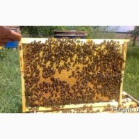 Куплю бджолопакети 600 грн, Кіровоградська обл