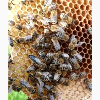 Продам Терміново ПЛІДНІ матки КАРПАТКИ 《 пчеломатки》 БДЖОЛОМАТКИ
