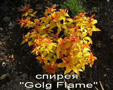 Спирея «Goldflame» декоративный кустарник