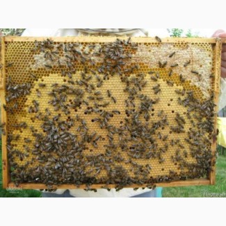 Продам 10 бджолопакетів