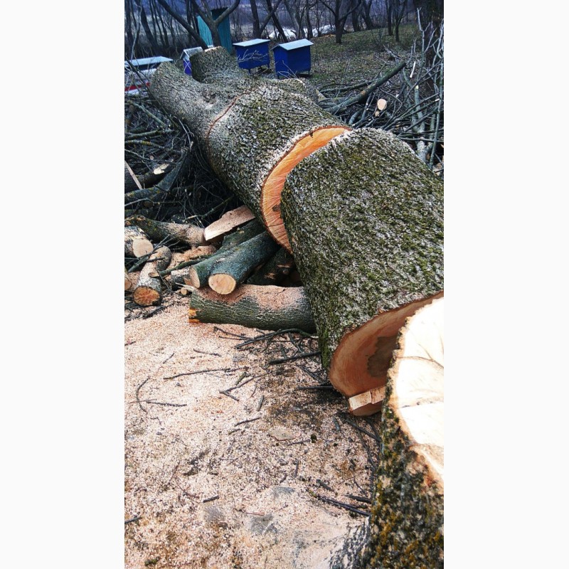 Фото 6. Професійна обрізка і валка дерев