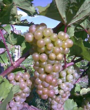 Фото 2. Продам виноград сорта первенец белого магорача