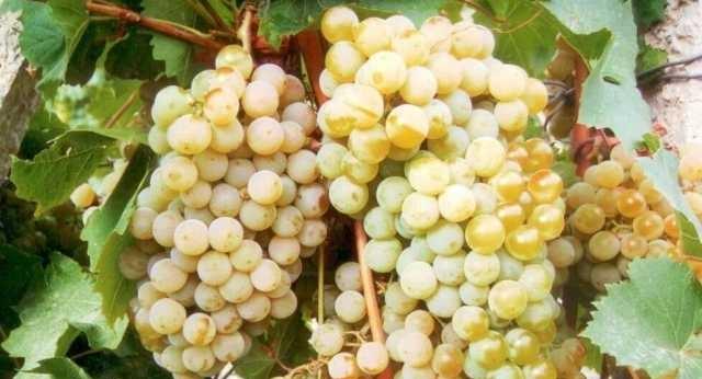 Фото 3. Продам виноград сорта первенец белого магорача