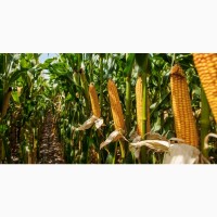 Зерно кукурудзи ДП Пивиха