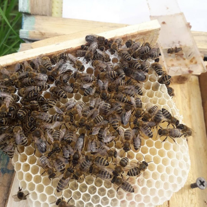 Фото 2. В продажі плідні 2024 високопродуктивні матки, бджолині матки КАРПАТКА /є торг/