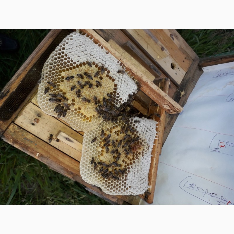 Фото 8. В продажі плідні 2024 високопродуктивні матки, бджолині матки КАРПАТКА /є торг/