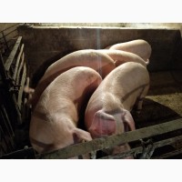 Продам свиней живым весом или не обрезной тушкой. Порода - Ландрас