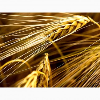 Куплю зернові кукурудза, ячмінь, жито, овес, пшениця Суми