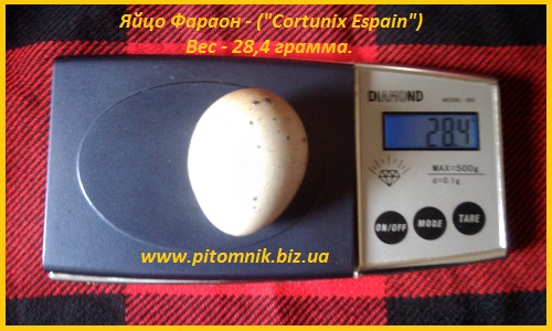 Фото 4. Яйца инкубационные перепела Фараон (селекция Espana)