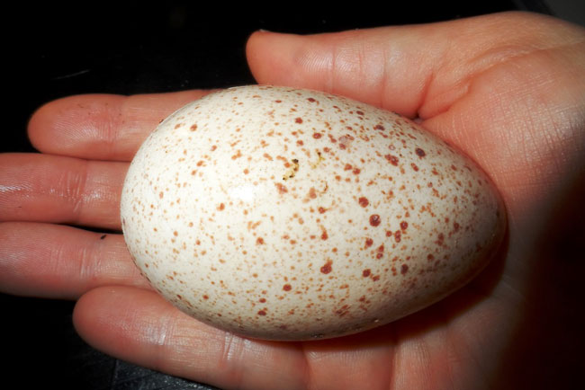 Фото 2. Індичата добові, яйце інкубаційне ( білі широкогруді) BIG 6