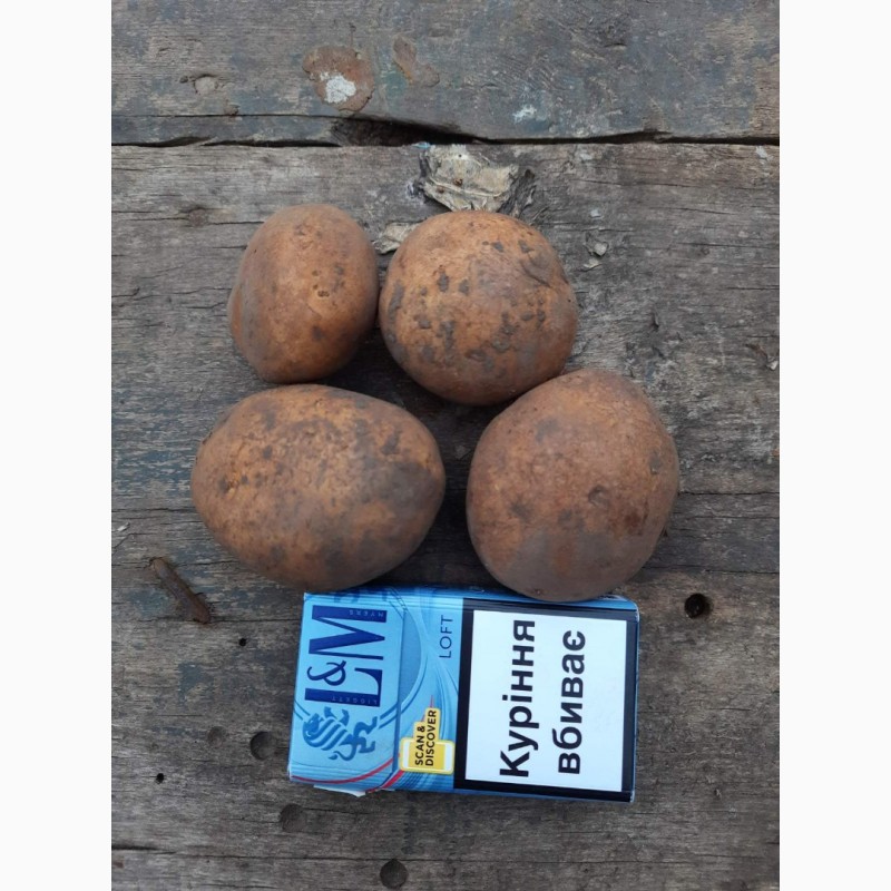 Фото 3. Продам посадочный картофель