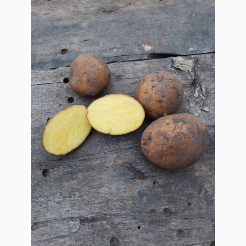 Фото 4. Продам посадочный картофель