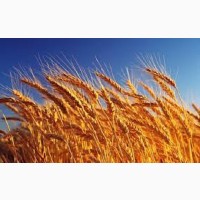 Озима пшениця Бонанза
