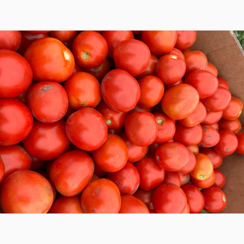 Фото 2. Продам помідори (сливки) опт