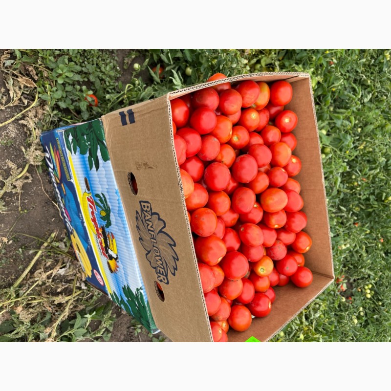 Фото 3. Продам помідори (сливки) опт