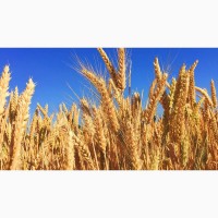 Куплю пшеницю 2, 3, 4 кл. від 100 тон