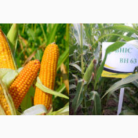Насіння кукурудзи ВН 63 (Семена кукурузы ВН 63 (ФАО 280) ВНИС )