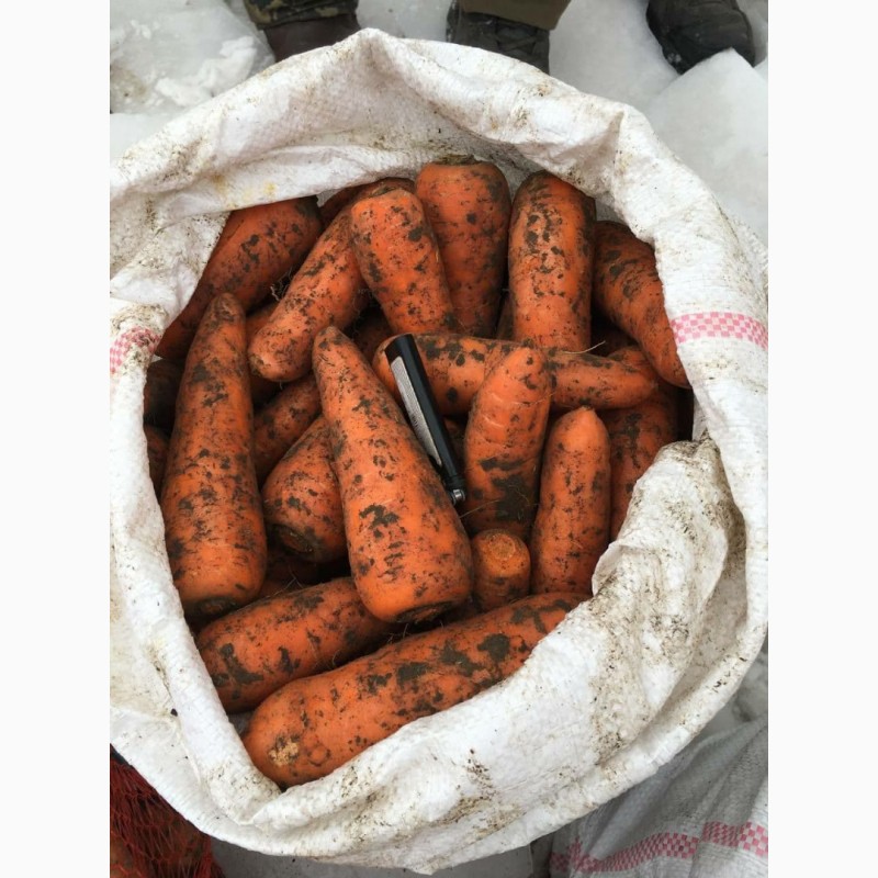Фото 2. Продам морковь сетевое качество