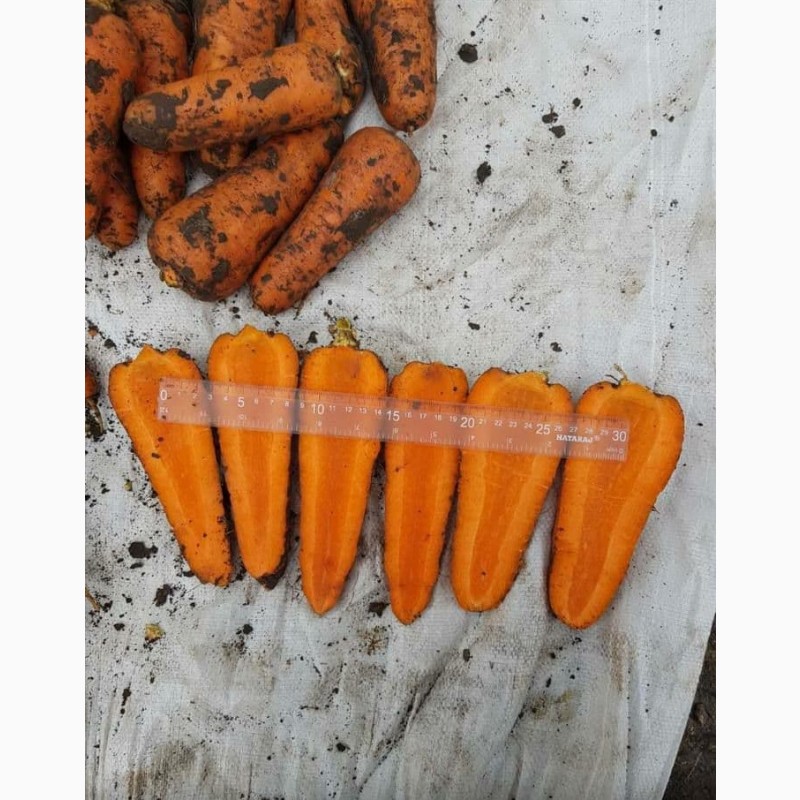 Фото 3. Продам морковь сетевое качество