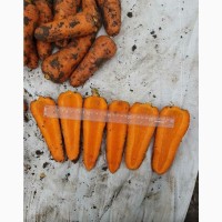 Продам морковь сетевое качество
