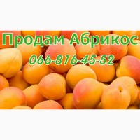 Продам свіжий та заморожений абрикос