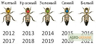 Фото 12. Матка КАРПАТКА, КАРНІКА 2022 ПЛІДНІ БДЖОЛОМАТКИ ( Пчеломатки, бджолині матки )