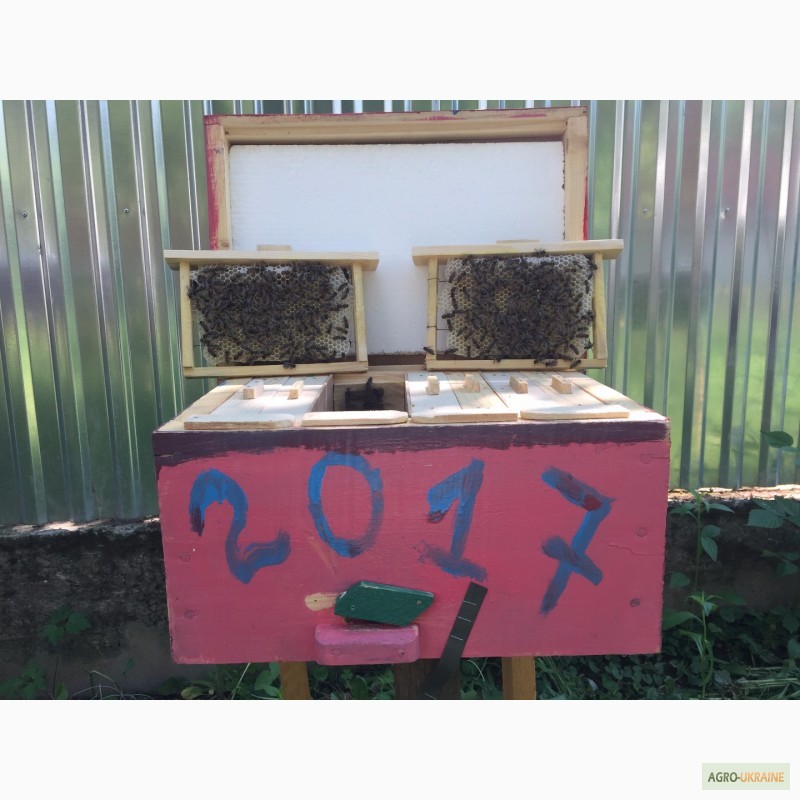 Фото 2. Матка КАРПАТКА, КАРНІКА 2022 ПЛІДНІ БДЖОЛОМАТКИ ( Пчеломатки, бджолині матки )